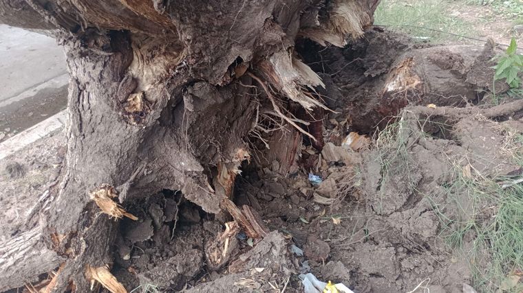 Córdoba cayó un enorme árbol en barrio Patricios y causó daños