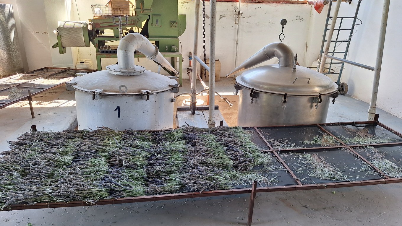 FOTO: La plantación de lavanda Domaine de Puberclair