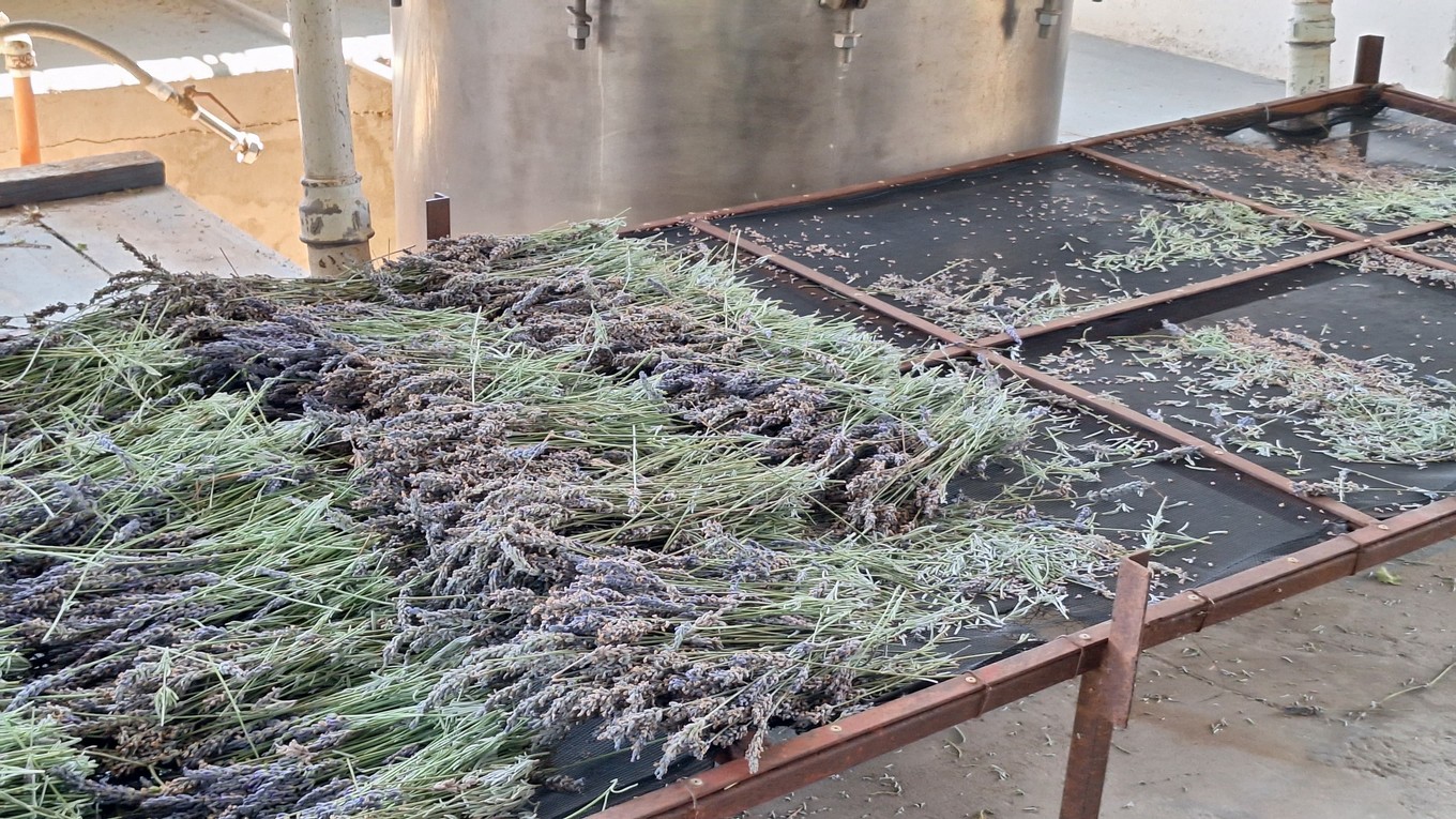 FOTO: La plantación de lavanda Domaine de Puberclair