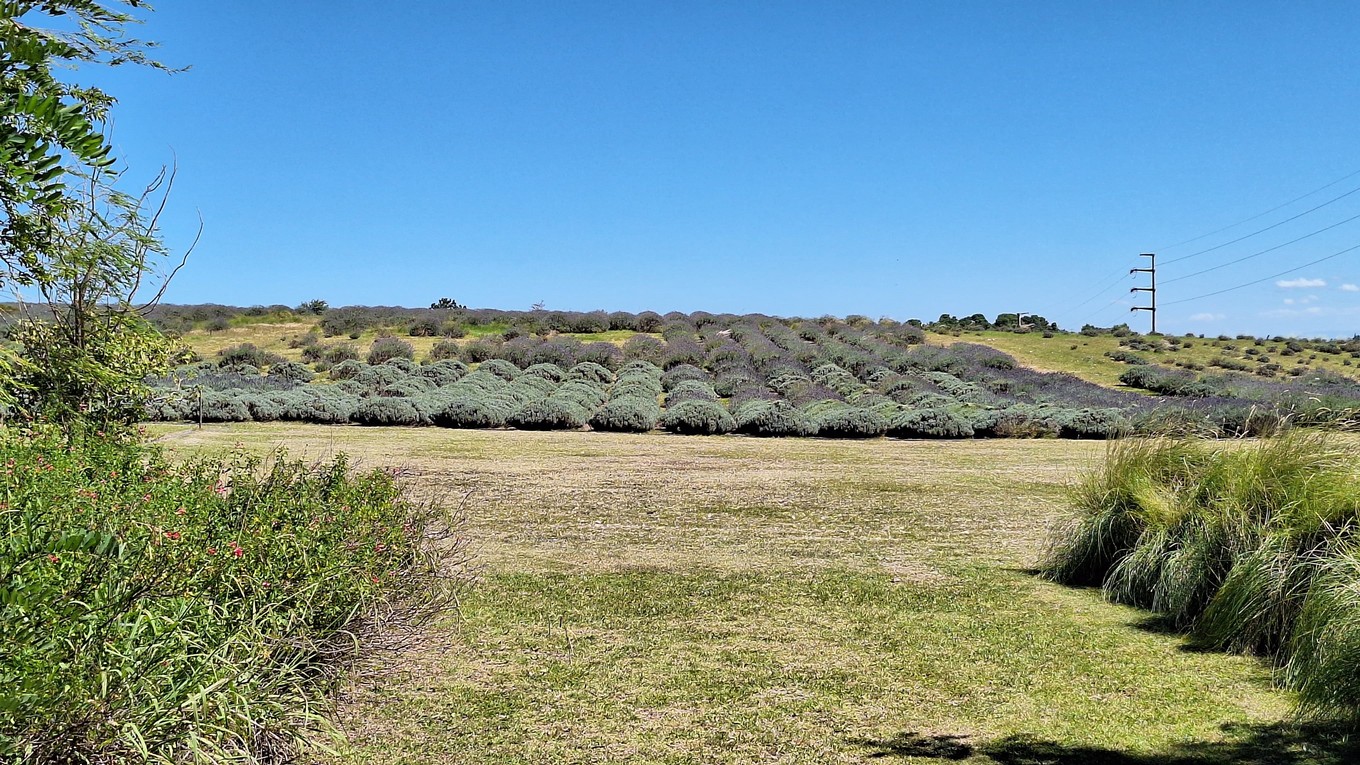 FOTO: La plantación de lavanda Domaine de Puberclair