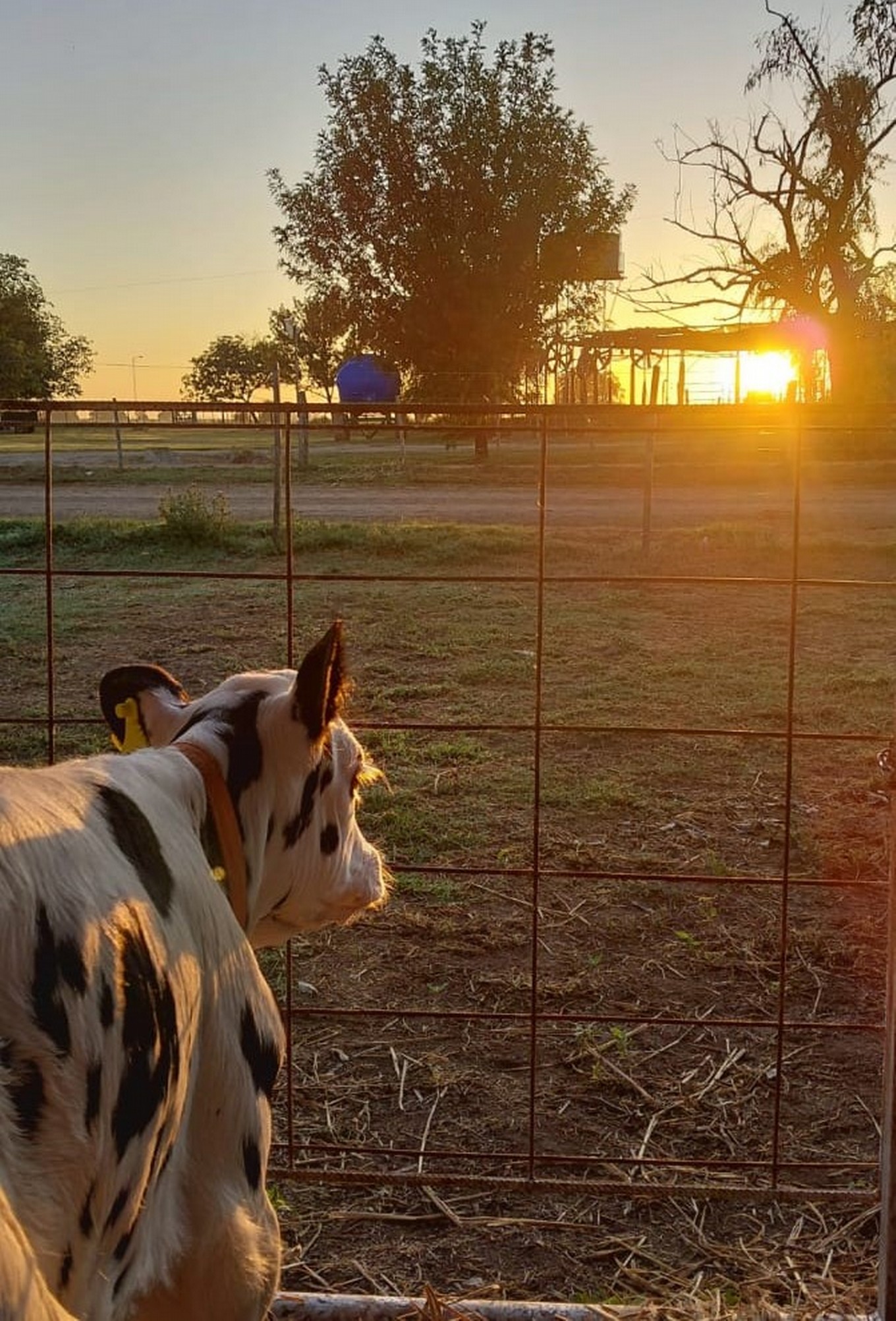FOTO: Cada atardecer es una postal en el tambo.