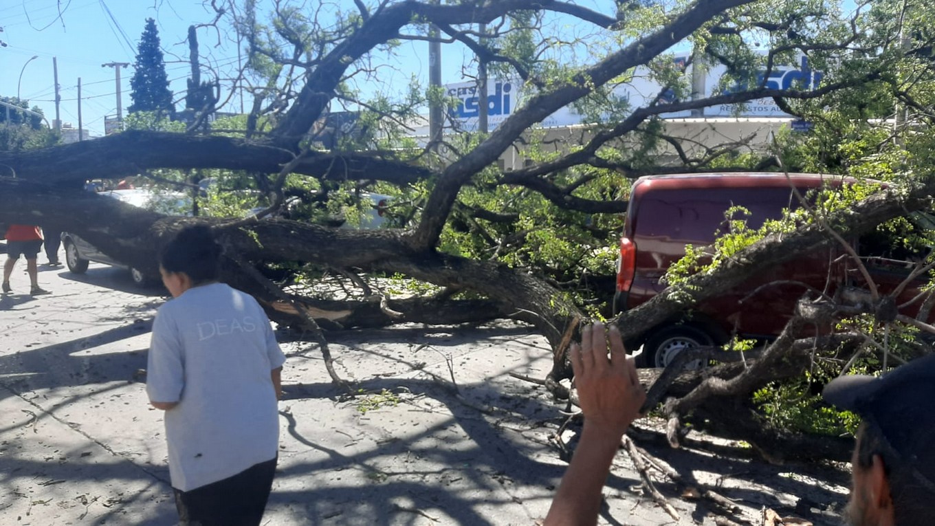 FOTO: Cayó un árbol en Córdoba y aplastó a tres autos. (Federico Borello/Cadena 3)