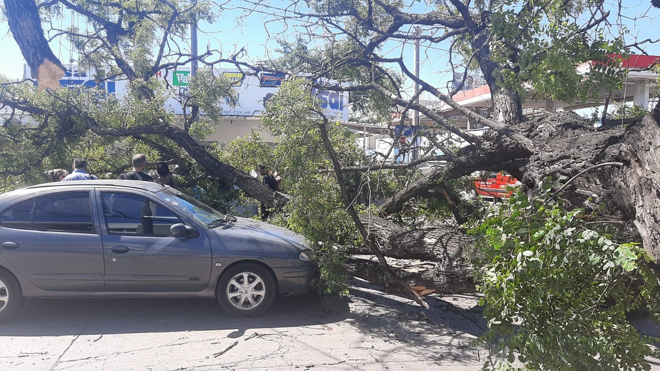 FOTO: Cayó un árbol en Córdoba y aplastó a tres autos. (Federico Borello/Cadena 3)