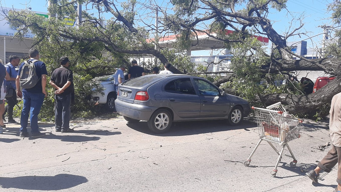 FOTO: Cayó un árbol en Córdoba y aplastó a tres autos. (Federico Borello/Cadena 3)