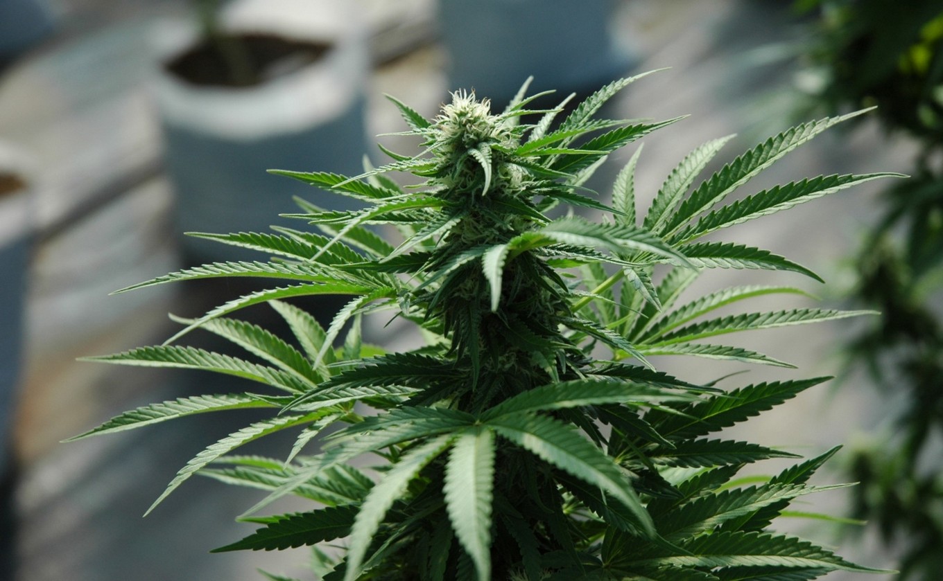 FOTO: Córdoba: lanzan un proyecto de ley para limitar el autocultivo de cannabis medicinal.