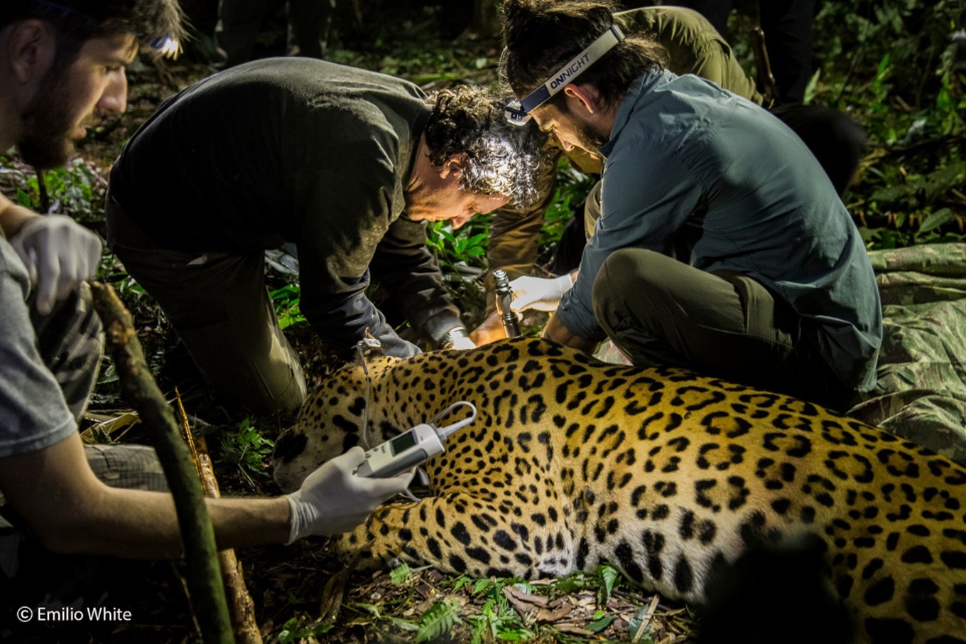 FOTO: Proyecto yaguareté: en búsqueda de asegurar la conservación de la población