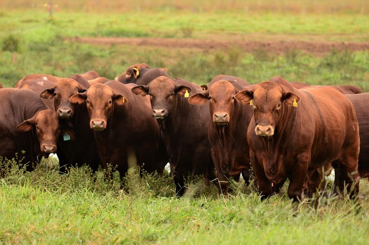 Criadores Brangus del mundo se reunirán en Argentina Ganadería El