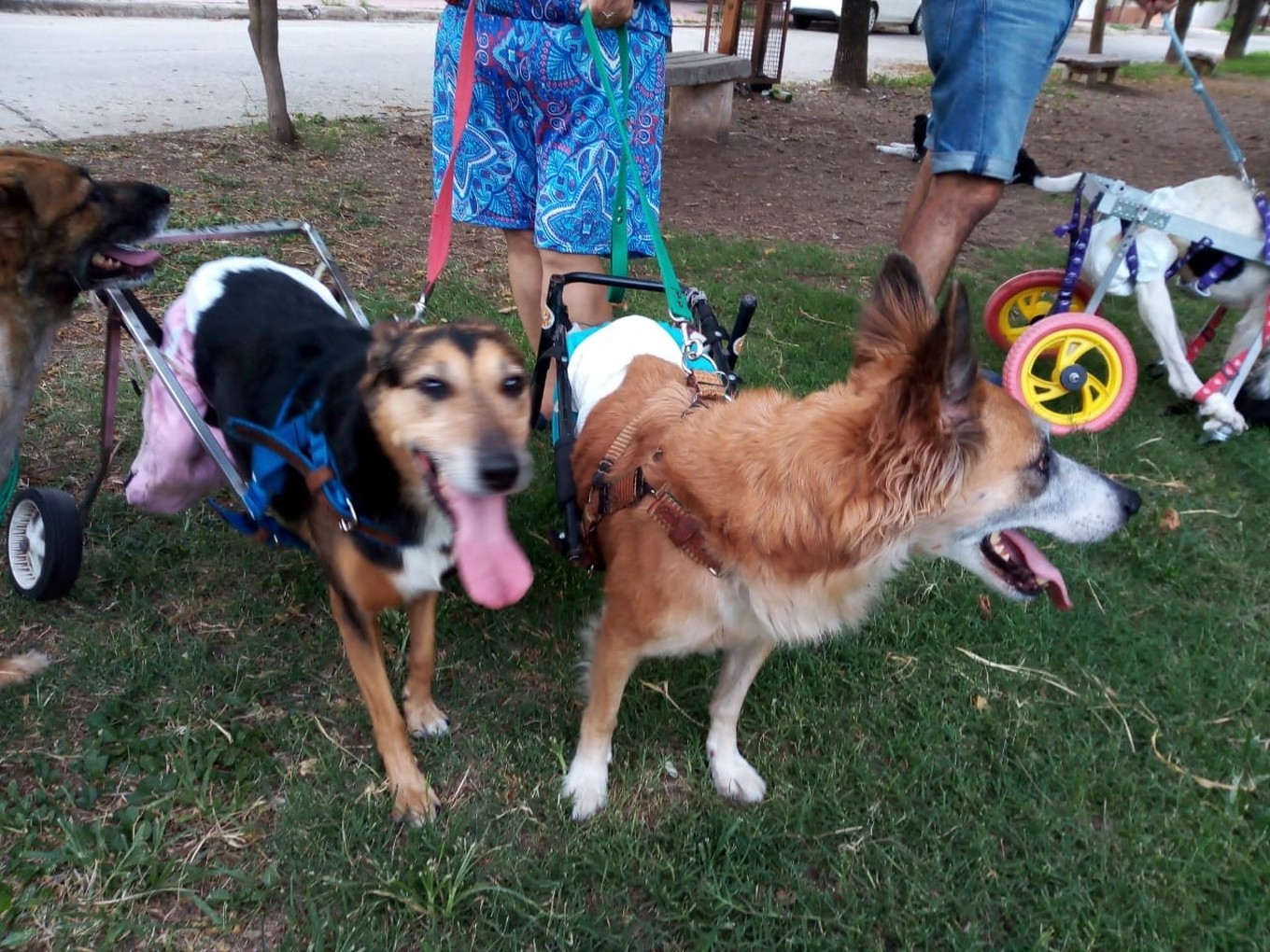 AUDIO: Mascotas con discapacidad: ¿Te animás a adoptar una?