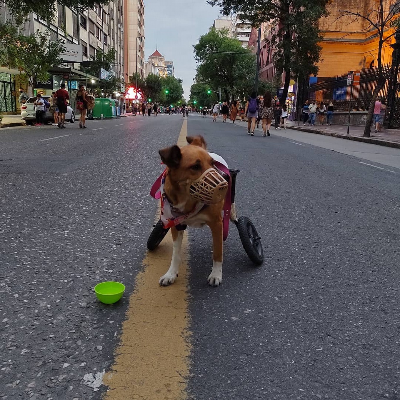 FOTO: Lali es familia provisoria de Piru, uno de los "discas" en adopción