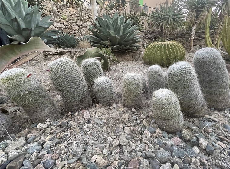 FOTO: Cactus en Chilecito