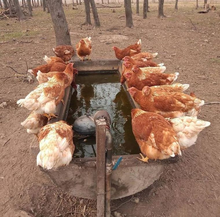 FOTO: Abril cría 800 gallinas y vende los huevos en su pueblo, Villa Mugueta, en Santa Fe.