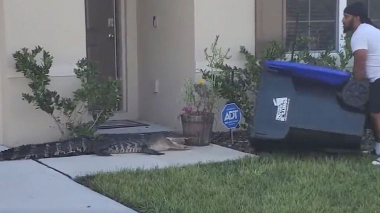 VIDEO: Atrapó a un cocodrilo con un tacho de basura.