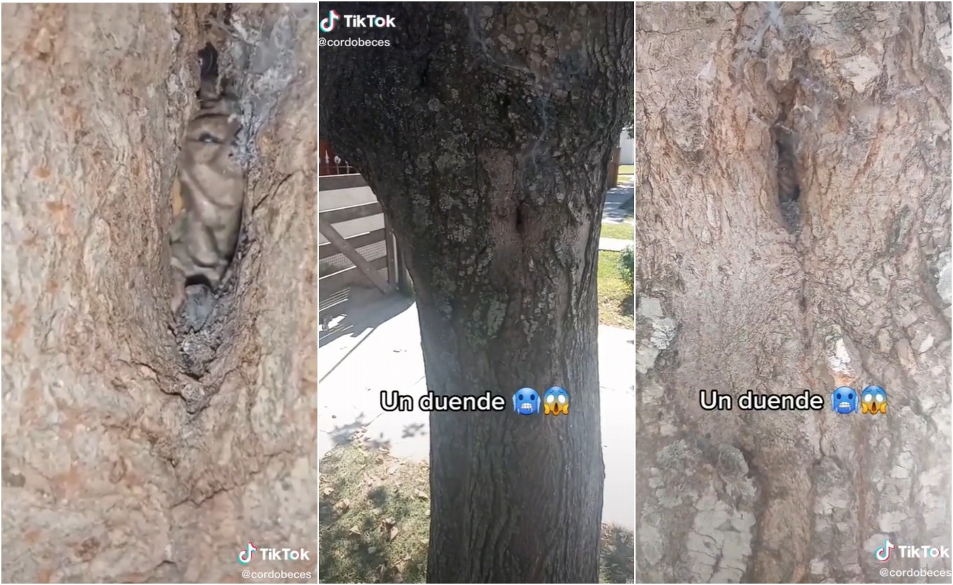 Córdoba: filmaron un supuesto duende en un árbol y se hizo viral