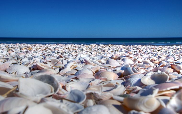 FOTO: La playa está cubierta por millones de conchillas (Foto: Gobierno de Río Negro)