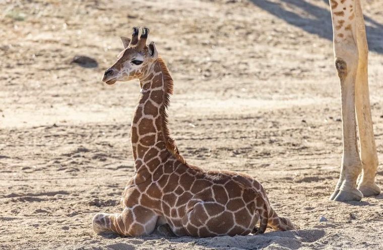 FOTO: Msituni, la jirafa bebé que usó prótesis