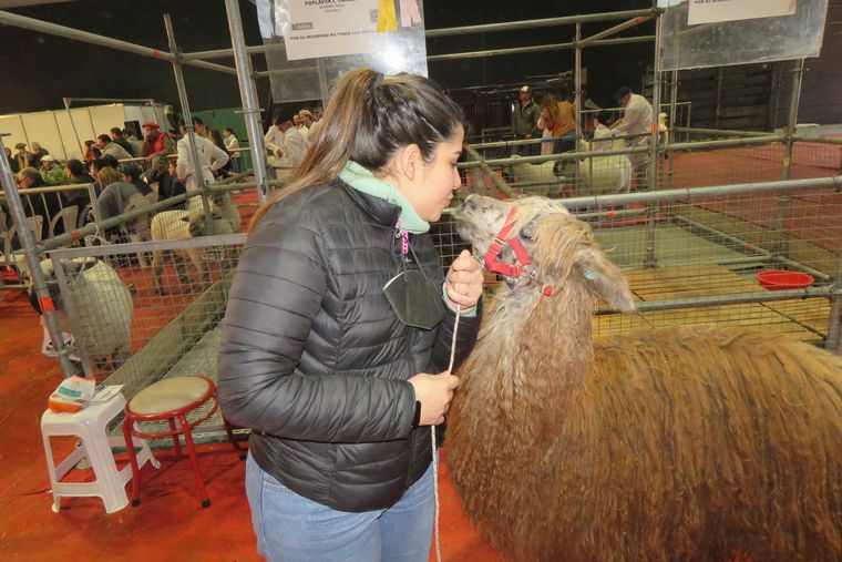 FOTO: Potencial. Poplavsky descubrió en la alpaca un productor de lana de calidad.
